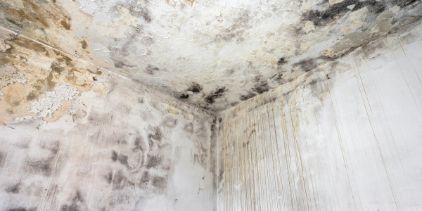Pintar Fachadas de Casas Unifamiliares / Chalets Riba-roja d'Ebre · Pintura Antihumedad / Antimoho para Humedades / Moho